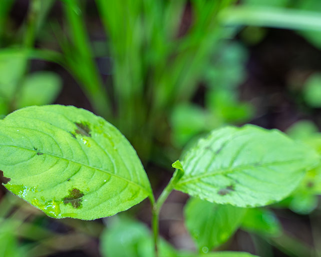 野草