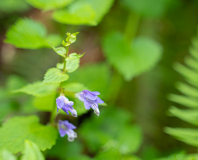 野草