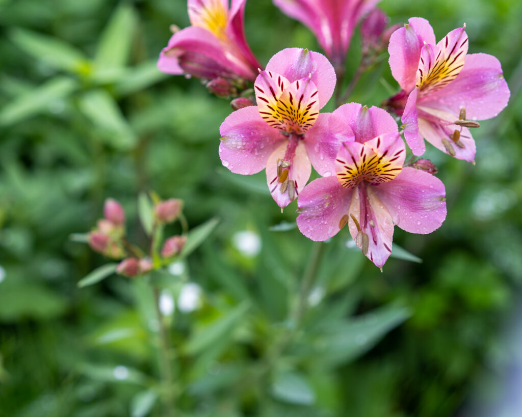 里山の花